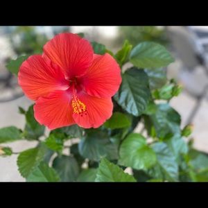 Meet your Posher, Alicia